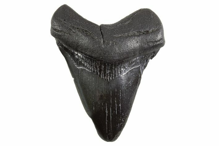 Juvenile Megalodon Tooth - South Carolina #325231